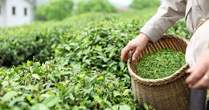 Australian Green Tea